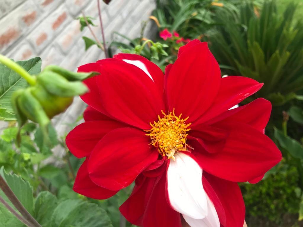 Las Hortensia'S Casa De Huespedes 타바벨라 외부 사진