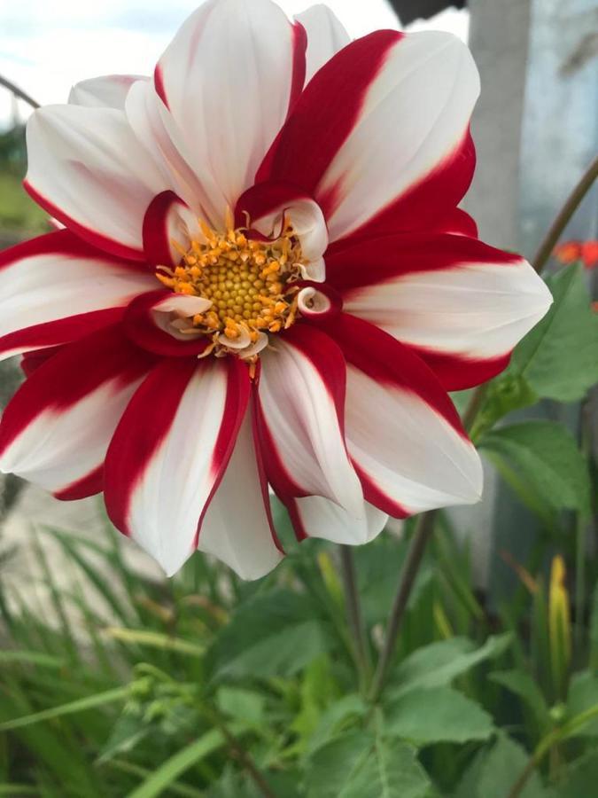 Las Hortensia'S Casa De Huespedes 타바벨라 외부 사진