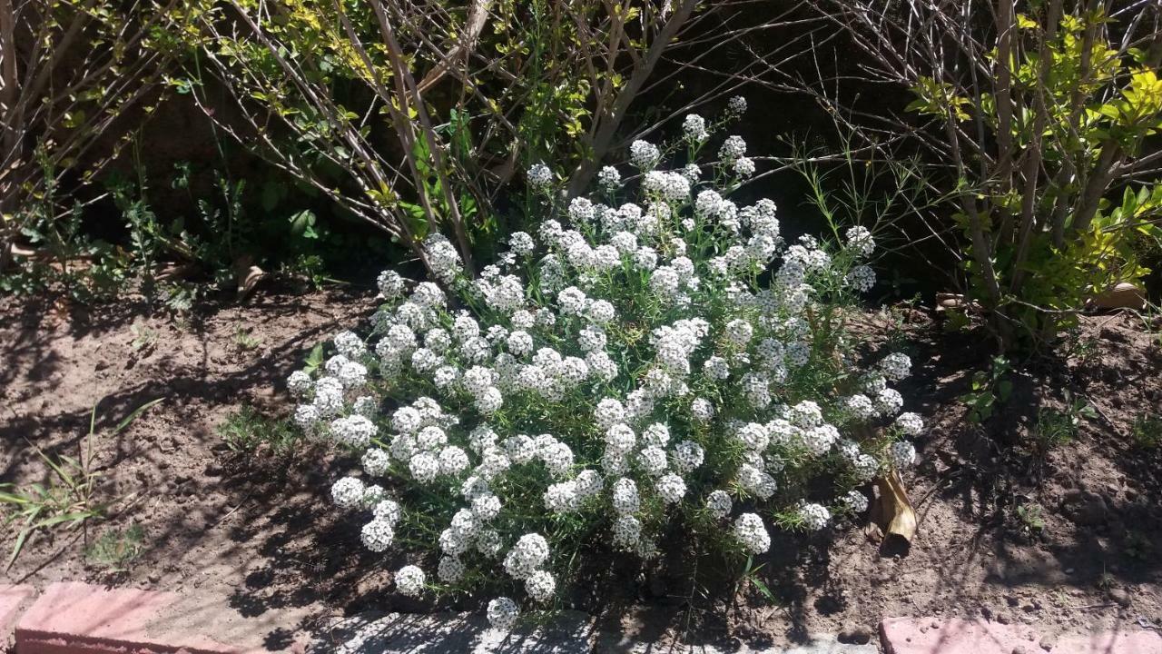 Las Hortensia'S Casa De Huespedes 타바벨라 외부 사진